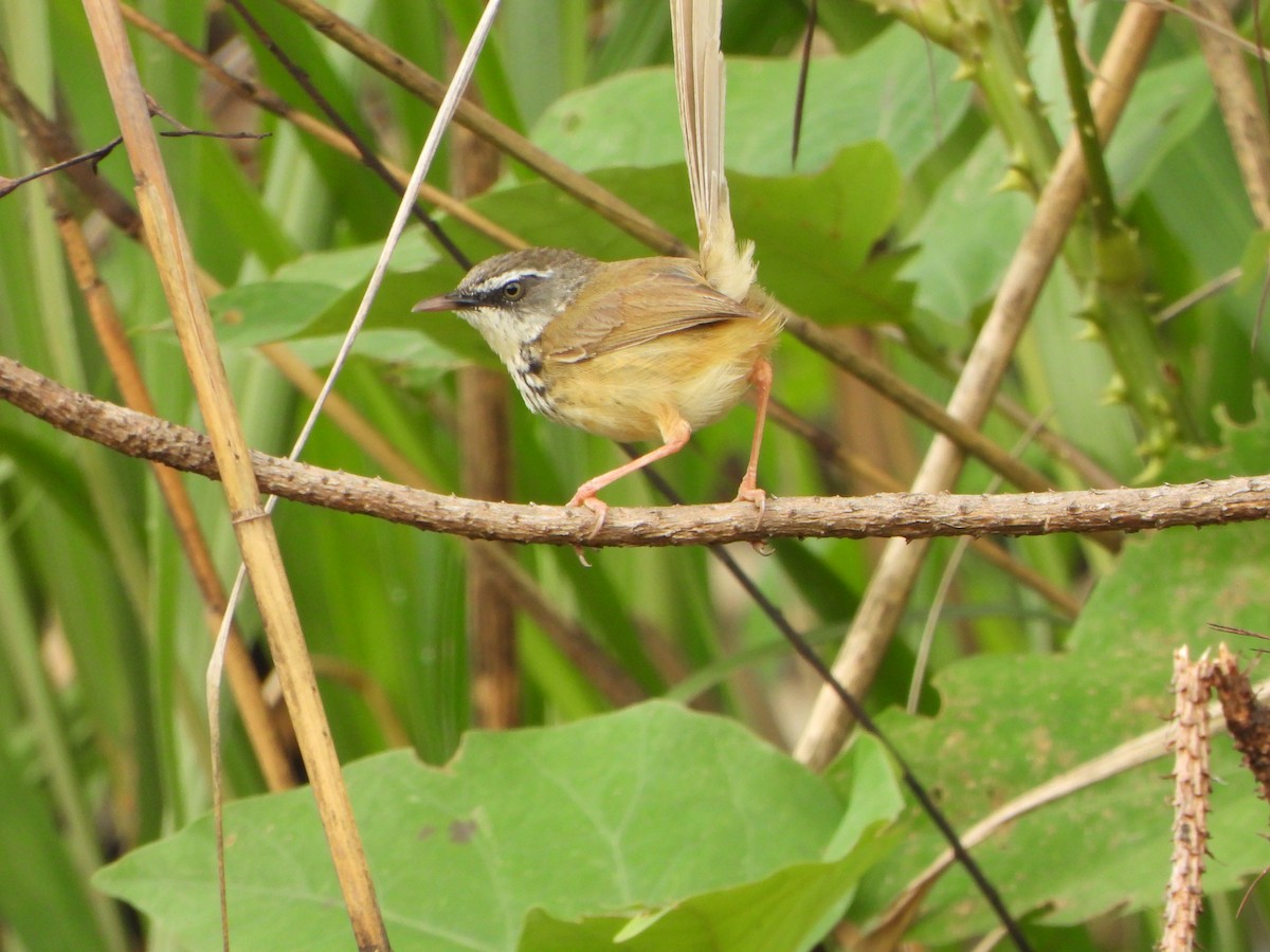 Hill Prinia - ML637303248