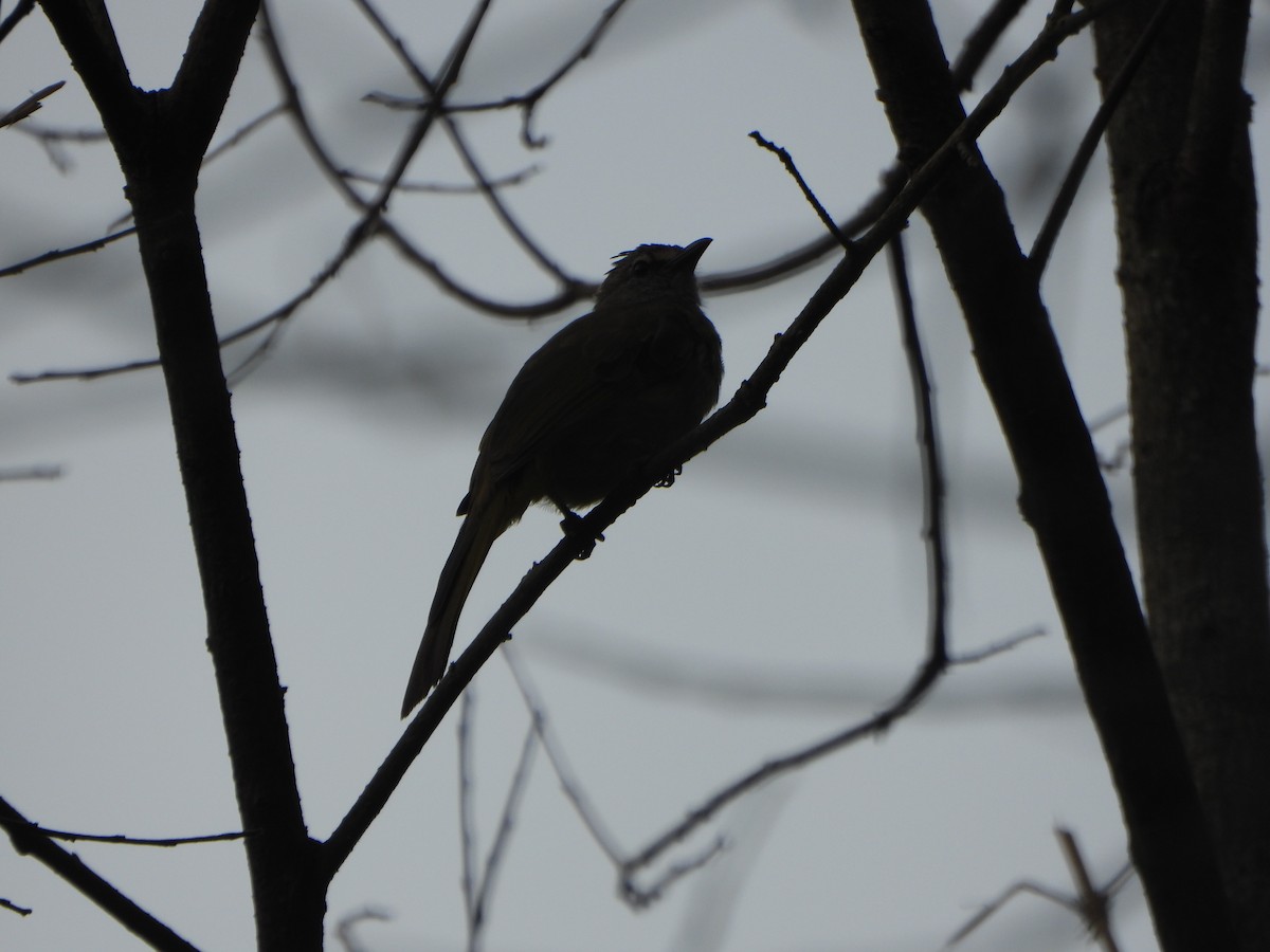 Mountain Bulbul - ML637303265