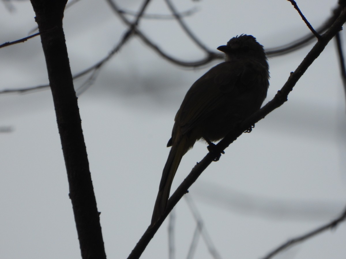 Mountain Bulbul - ML637303270