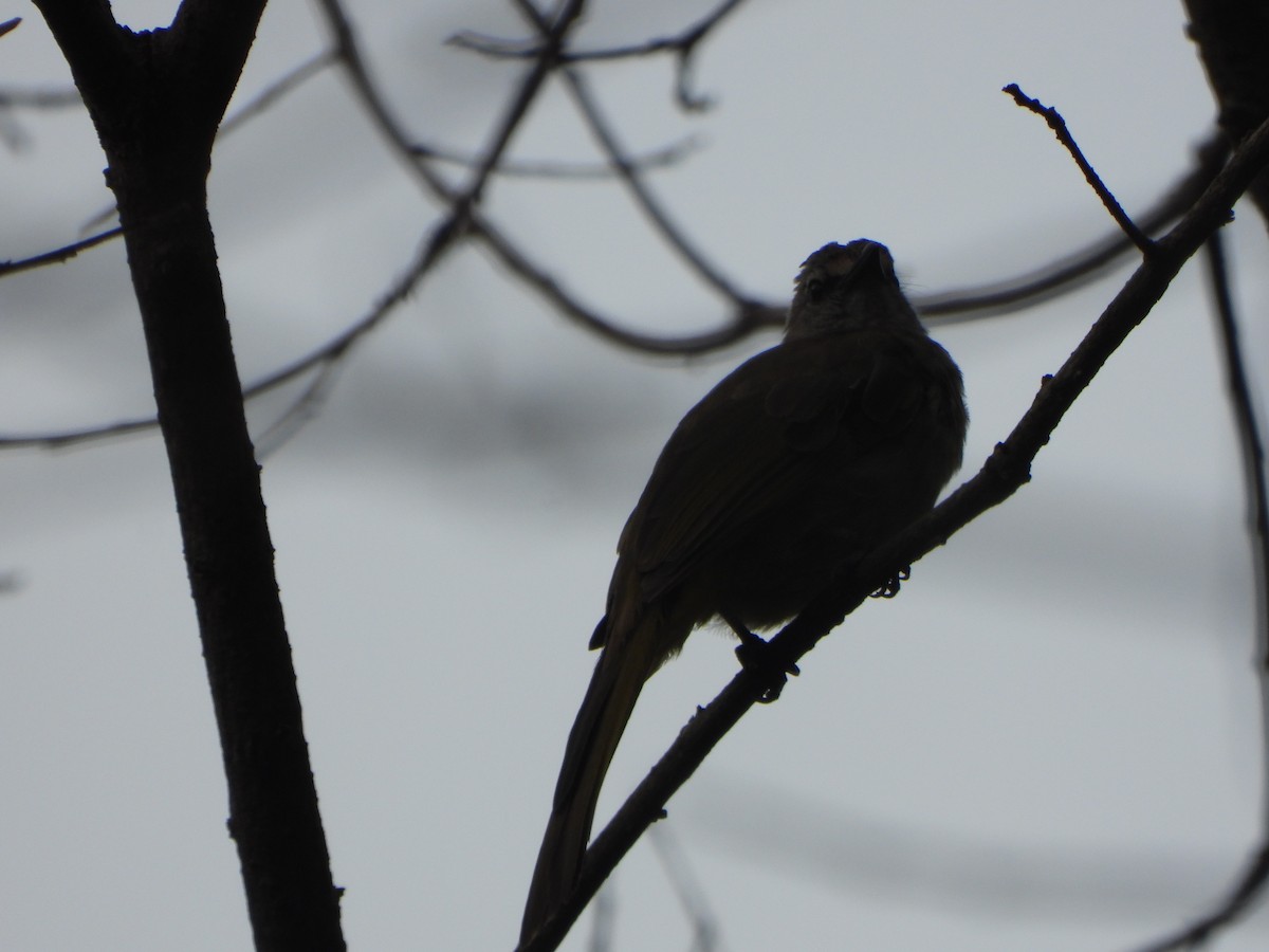 Mountain Bulbul - ML637303274