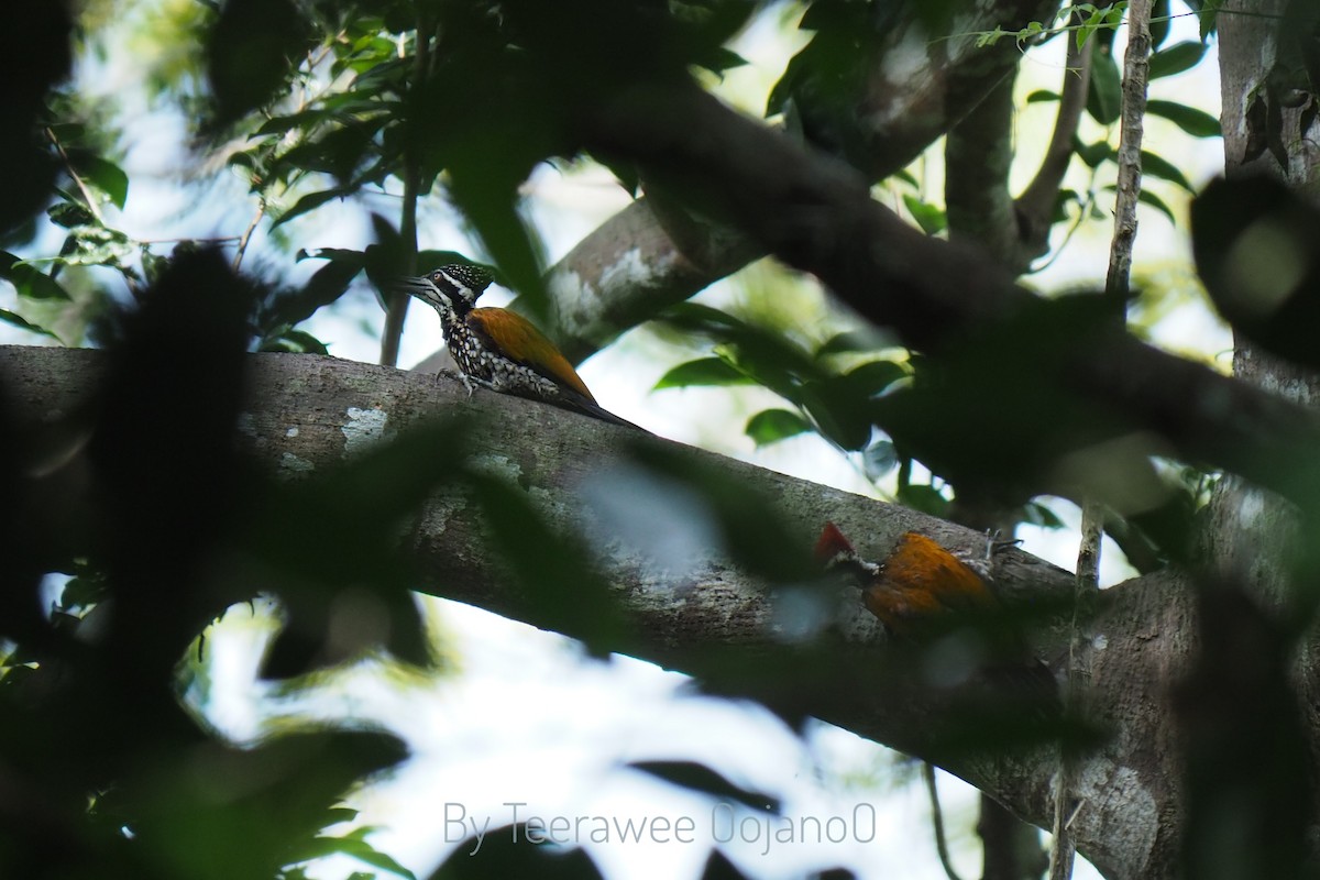 Greater Flameback - ML637303341