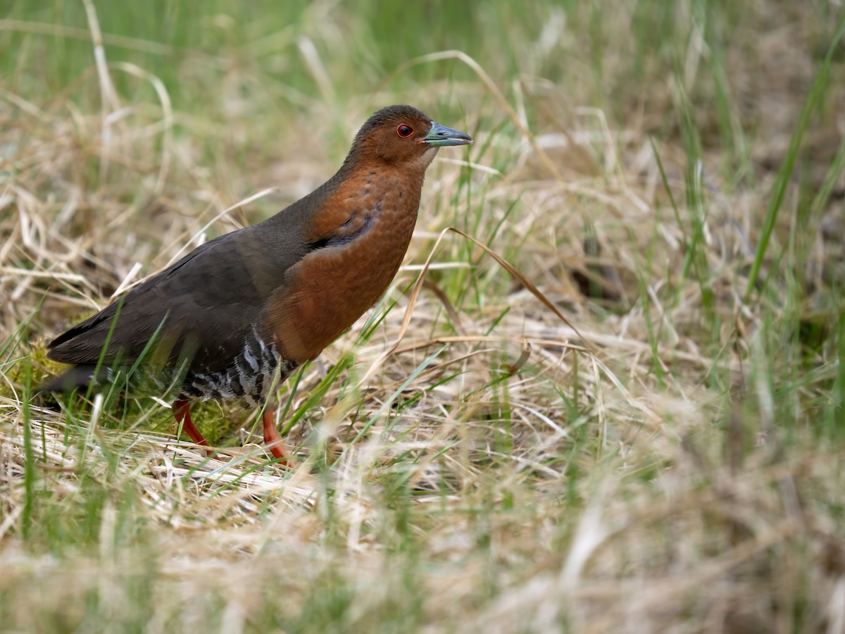 Band-bellied Crake - ML637303352