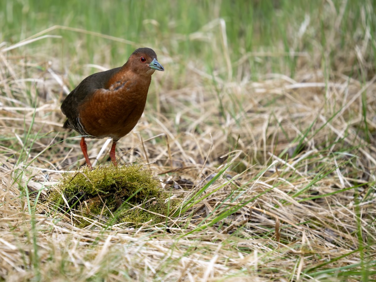 Band-bellied Crake - ML637303353