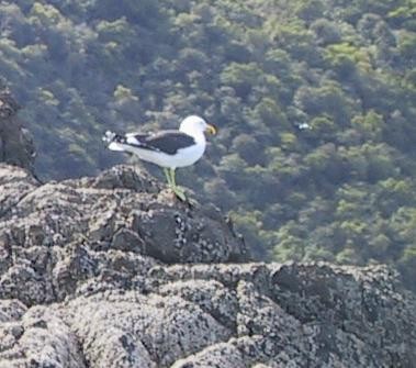 Kelp Gull - ML637303365