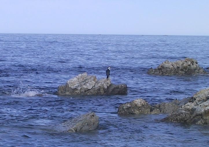 Little Pied Cormorant - ML637303390