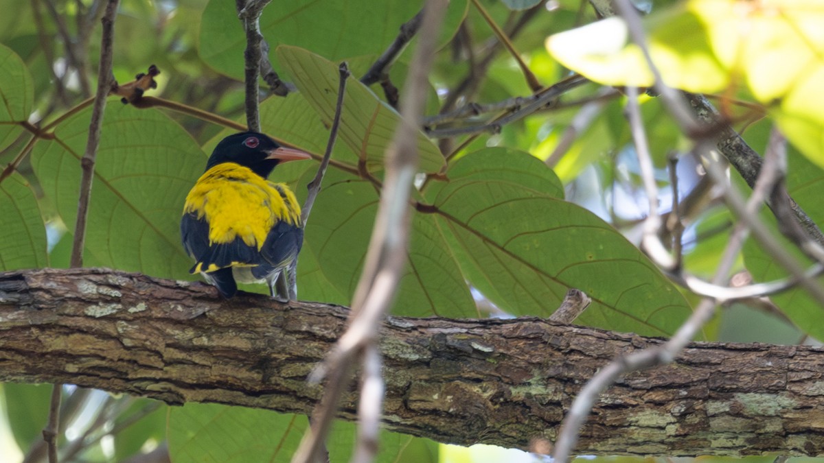 Dark-throated Oriole - ML637303422