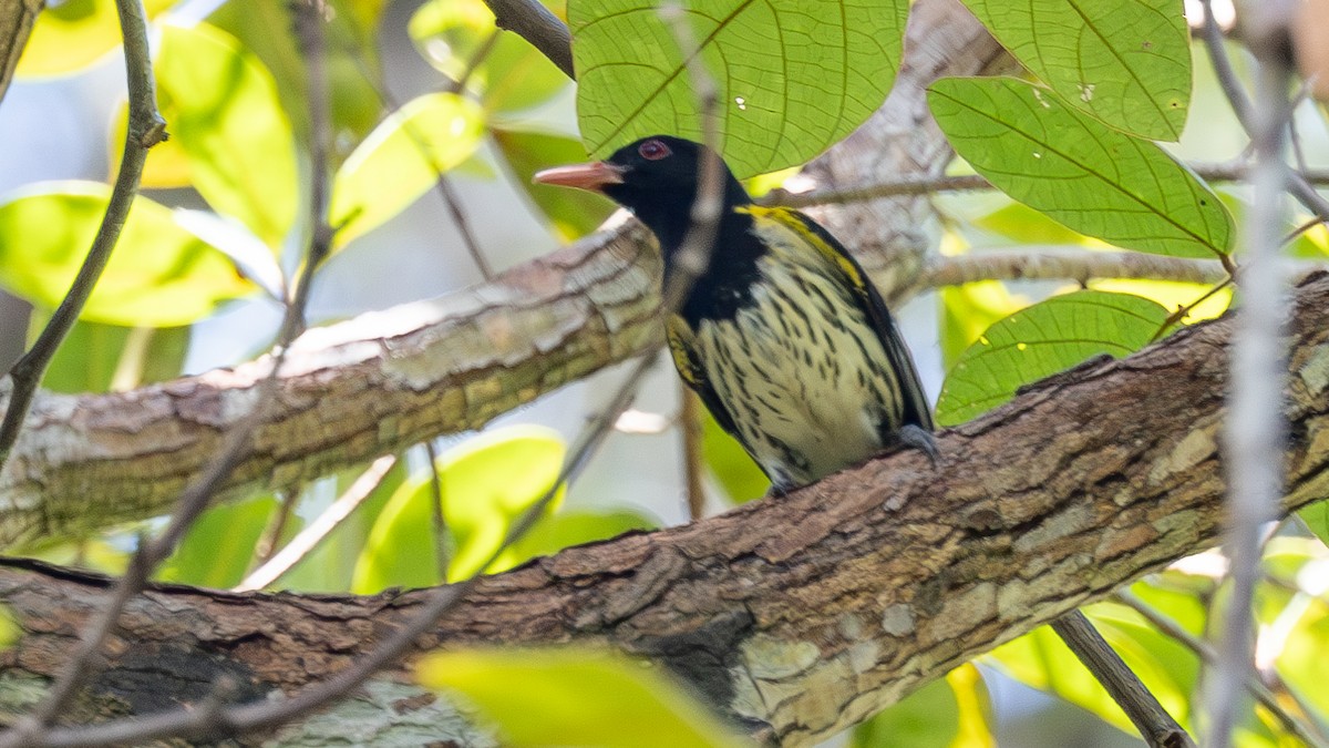 Dark-throated Oriole - ML637303423