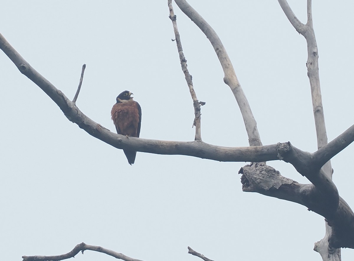 Oriental Hobby - ML637303424