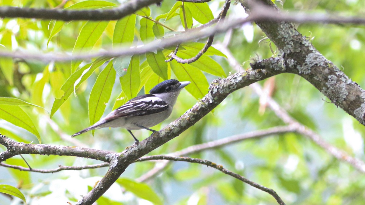 Gray-collared Becard (Eastern) - ML637303432