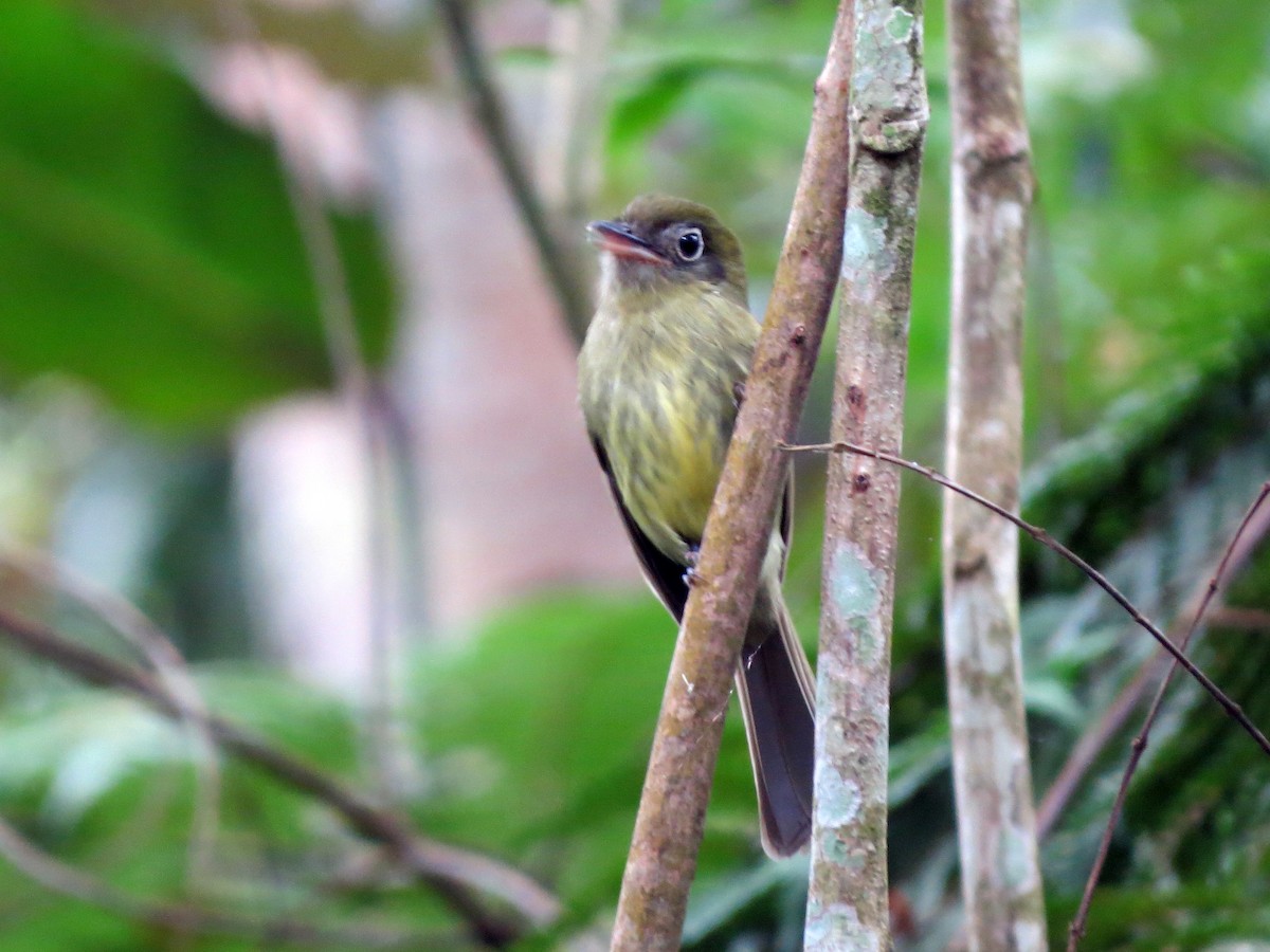 Eye-ringed Flatbill - ML637303437