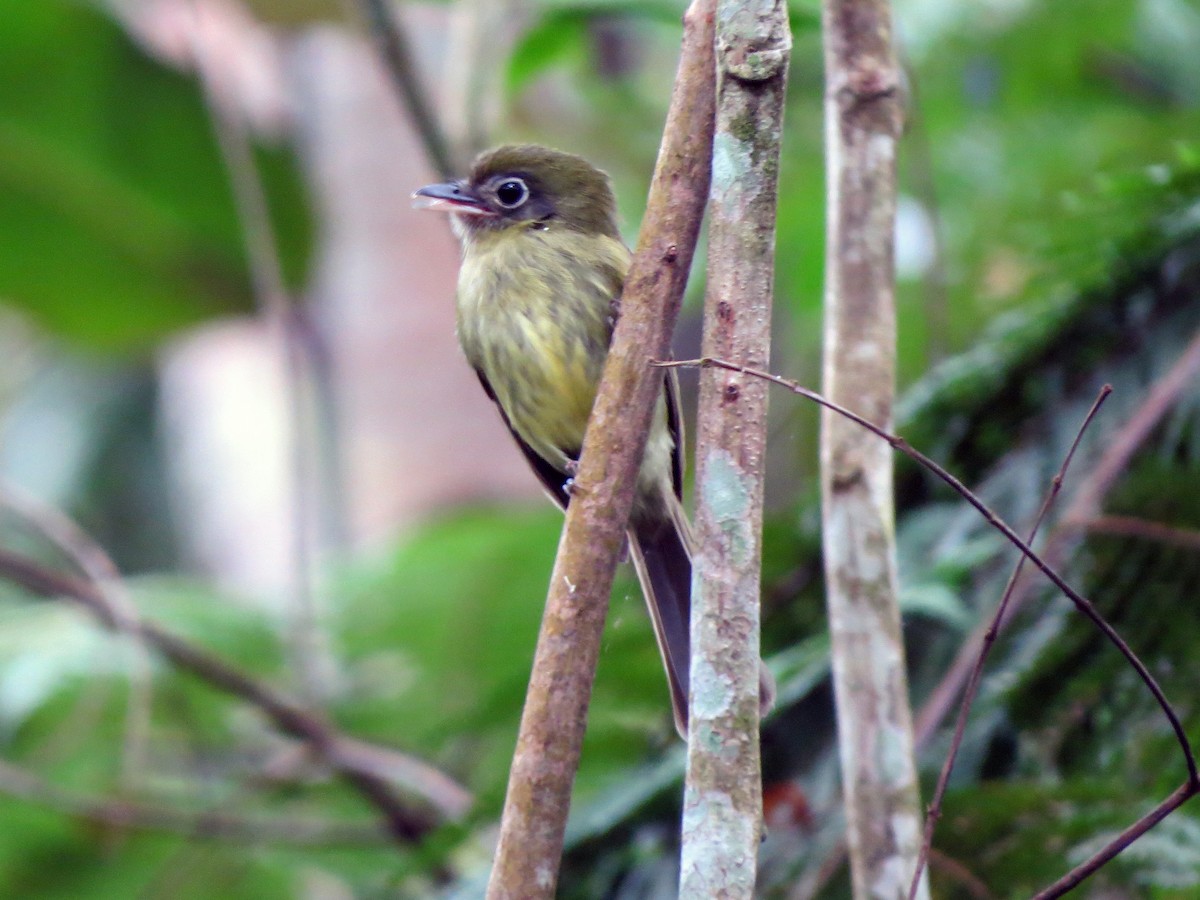 Eye-ringed Flatbill - ML637303438