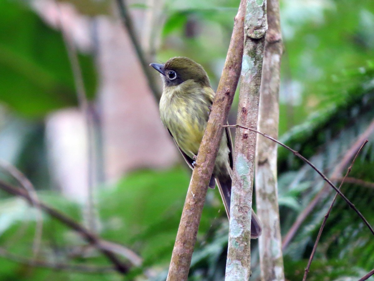 Eye-ringed Flatbill - ML637303439