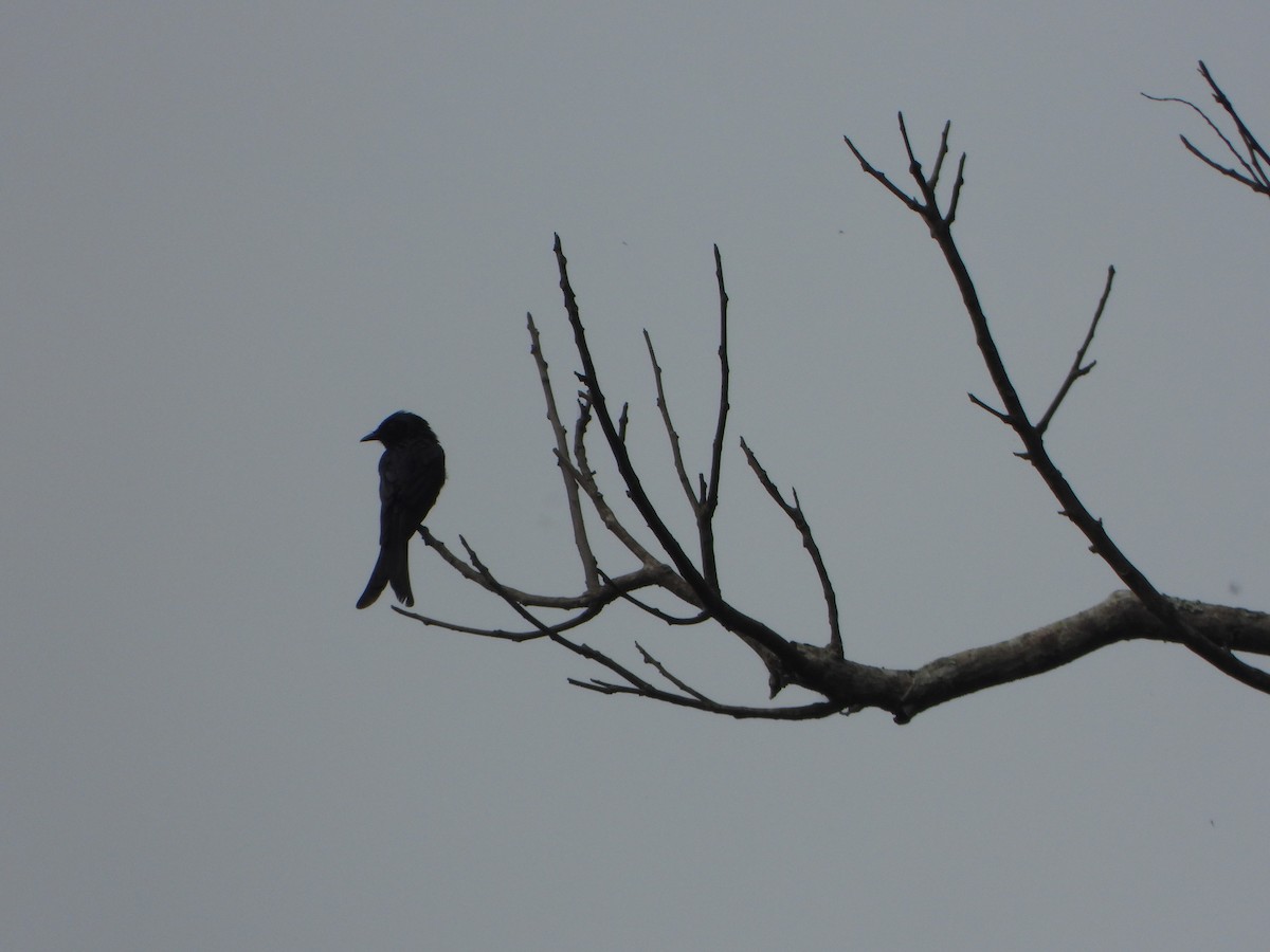 Bronzed Drongo - ML637303455