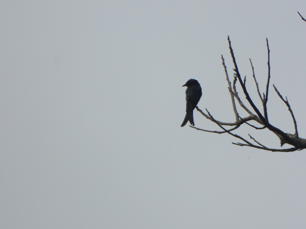 Bronzed Drongo - ML637303456