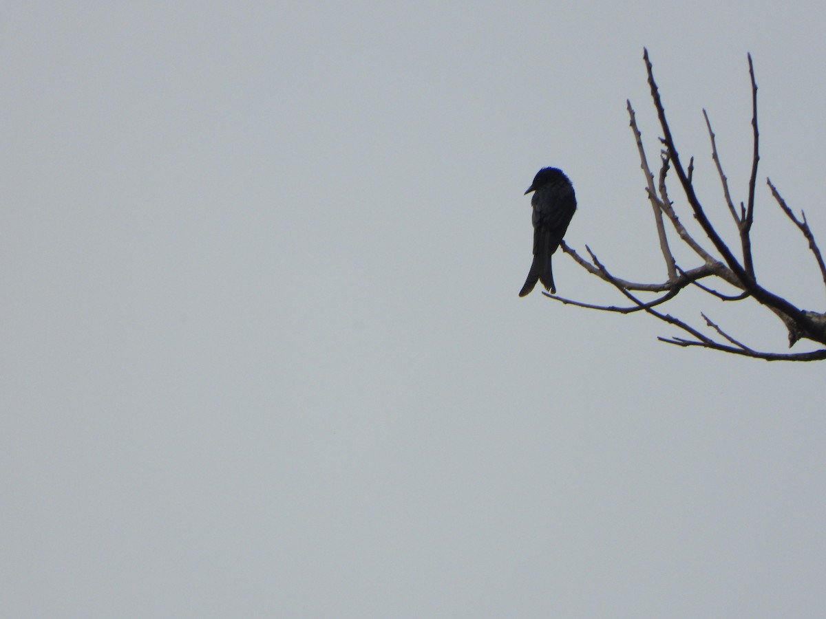 Bronzed Drongo - ML637303457