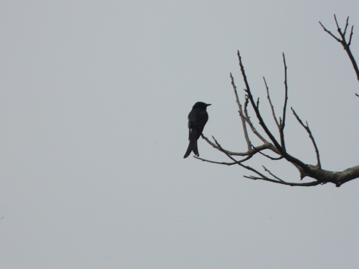 Bronzed Drongo - ML637303458