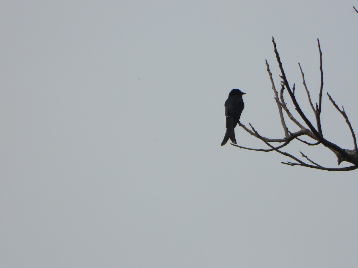 Bronzed Drongo - ML637303464
