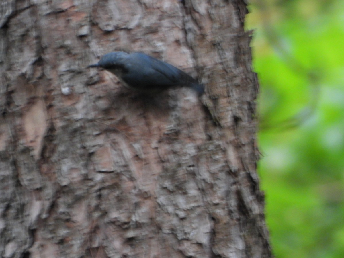 Chestnut-vented Nuthatch - ML637303468