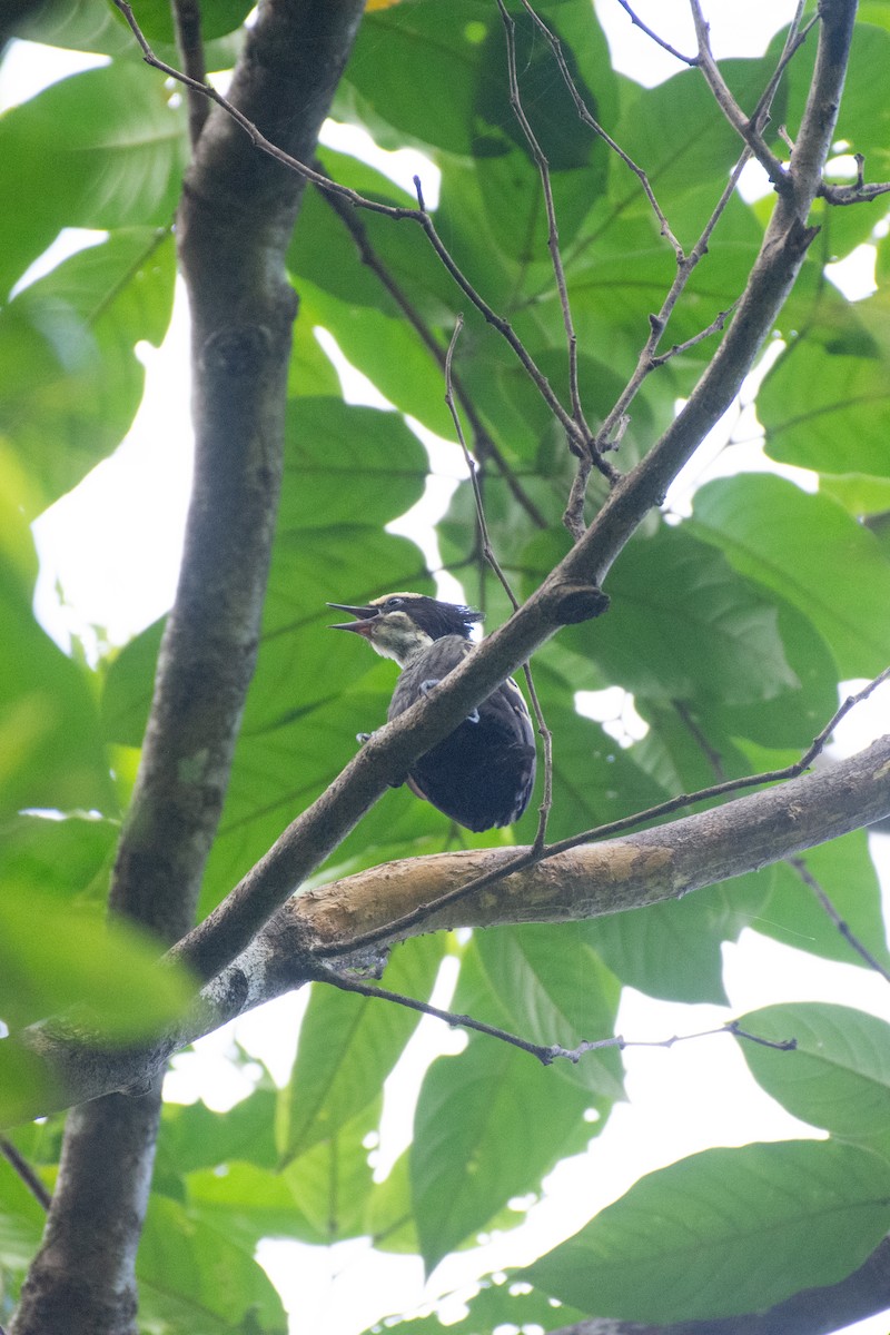 Heart-spotted Woodpecker - ML637303547