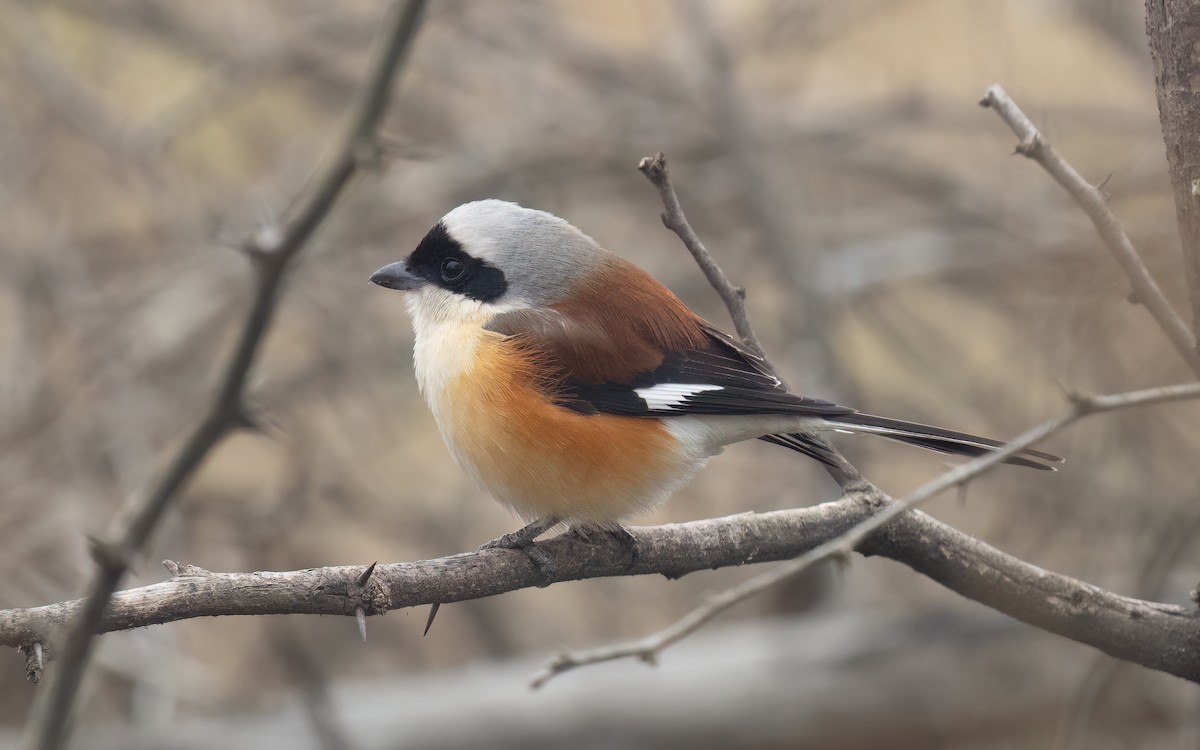 Bay-backed Shrike - ML637303556