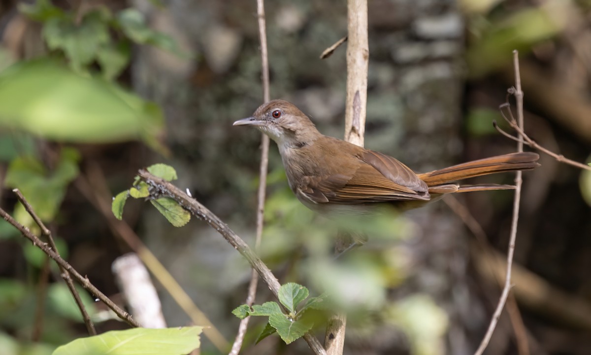 Terrestrial Brownbul - ML637303560