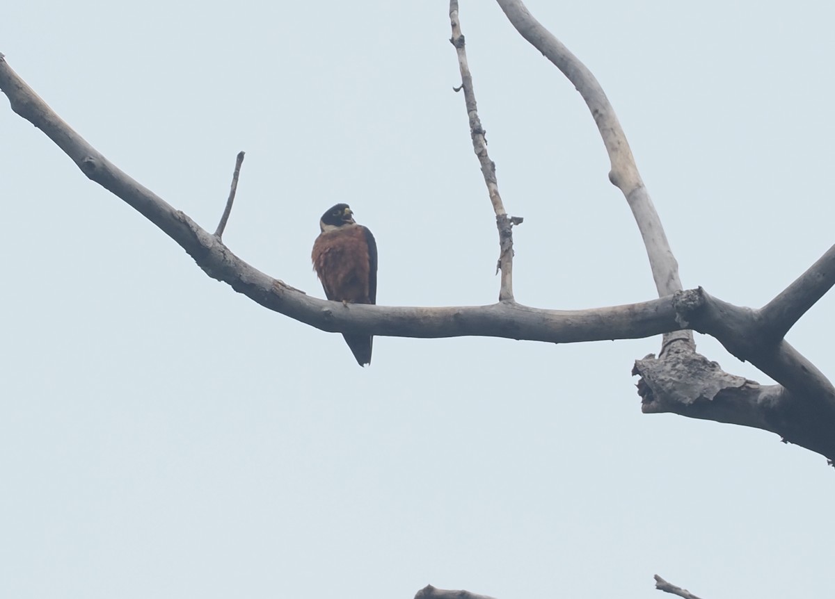 Oriental Hobby - ML637303598