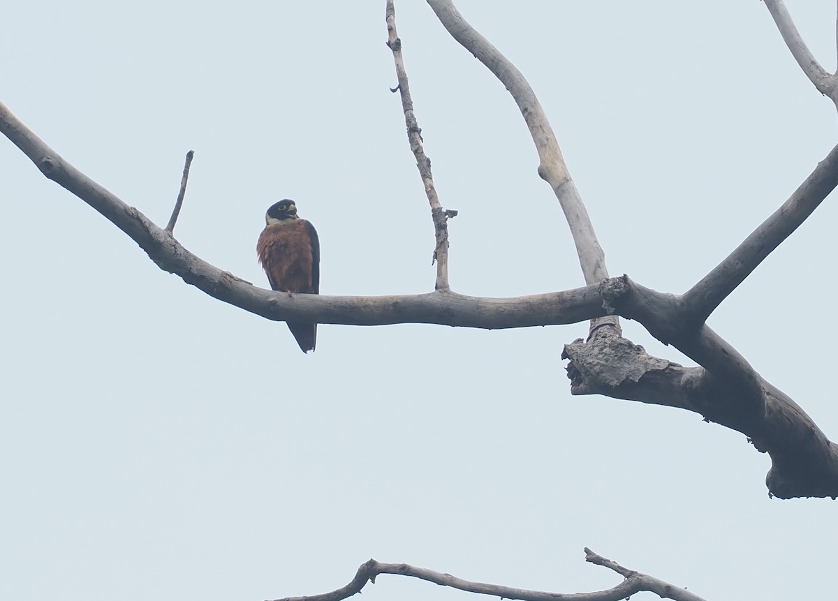 Oriental Hobby - ML637303609