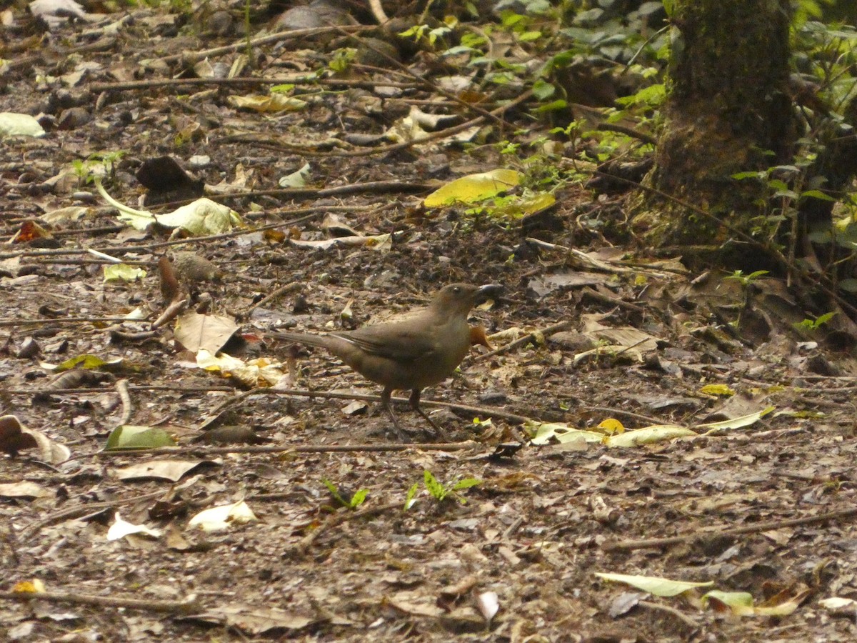 Mountain Thrush - ML637303742