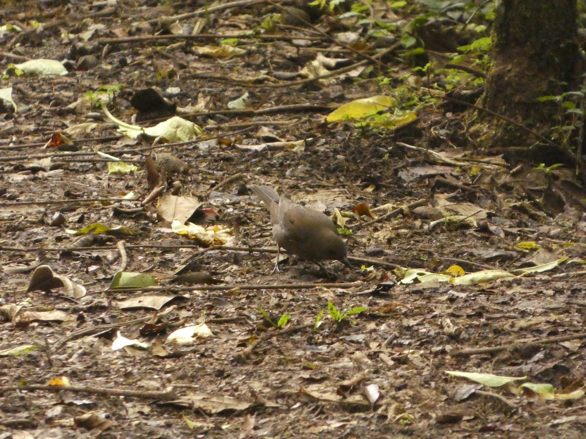 Mountain Thrush - ML637303743