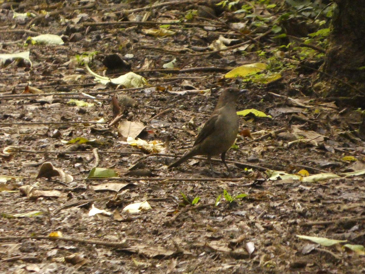Mountain Thrush - ML637303744