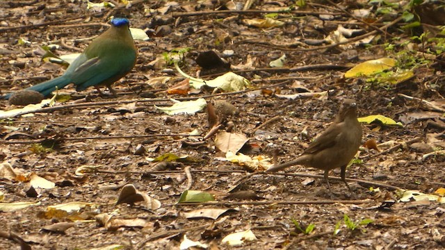 Mountain Thrush - ML637303745