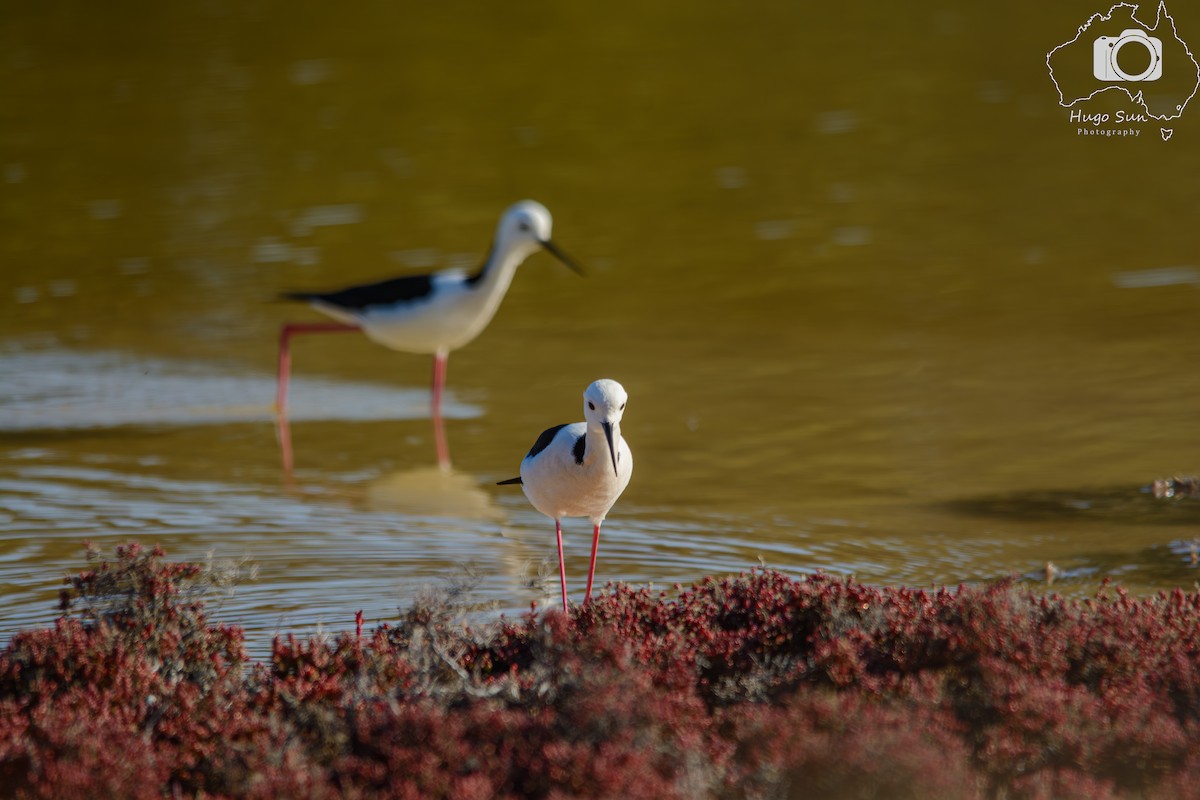 Pied Stilt - ML637303825