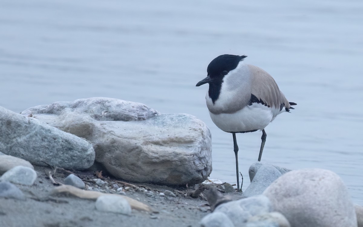 River Lapwing - ML637303830
