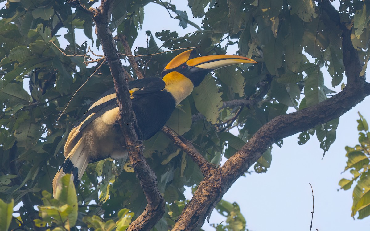 Great Hornbill - ML637303881