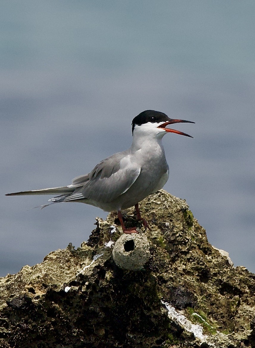 White-cheeked Tern - ML637303882