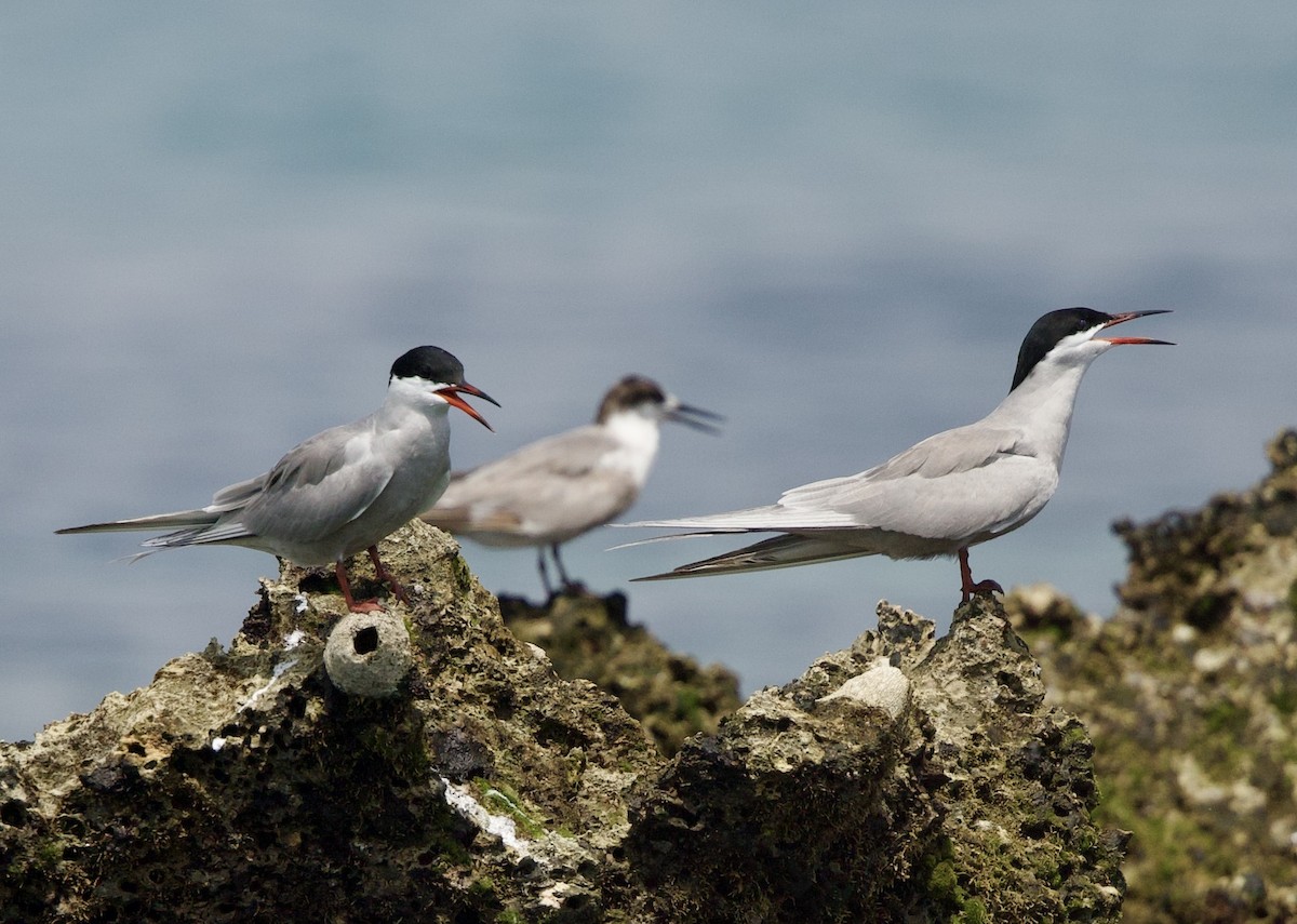 White-cheeked Tern - ML637303887