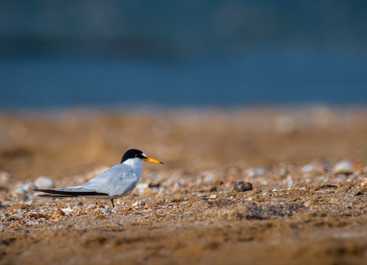 Saunders's Tern - ML637303900