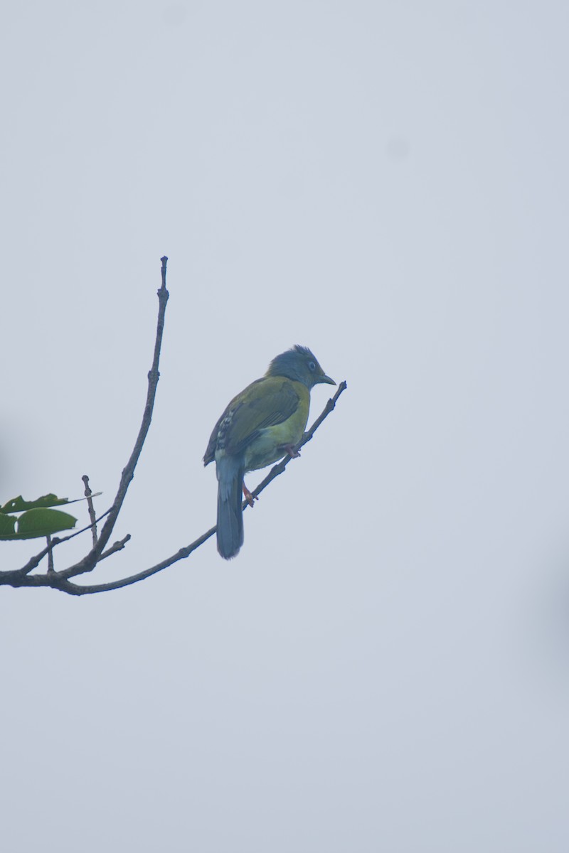 Gray-headed Bulbul - ML637304002