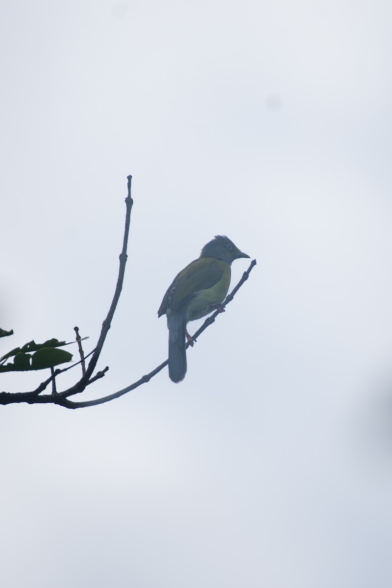 Gray-headed Bulbul - ML637304003