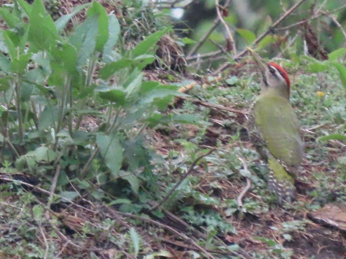 Scaly-bellied Woodpecker - ML637304029