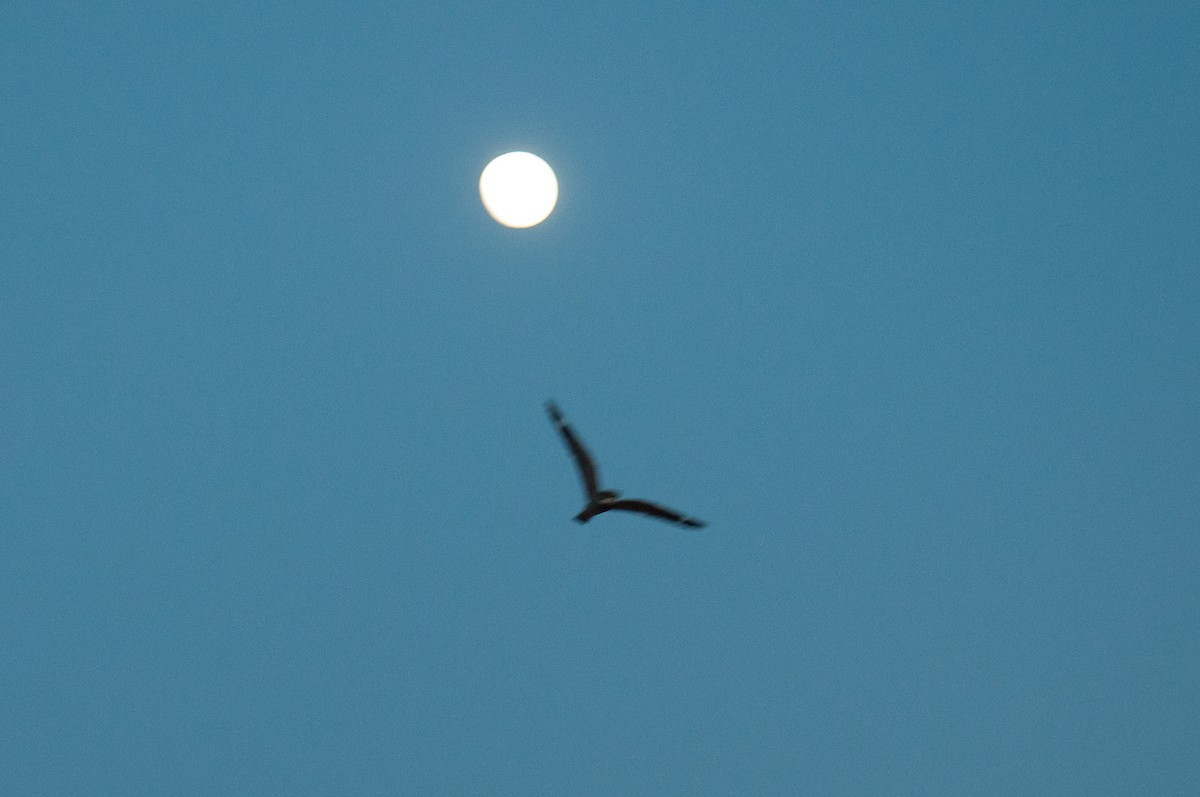 Lesser Nighthawk - ML637304089