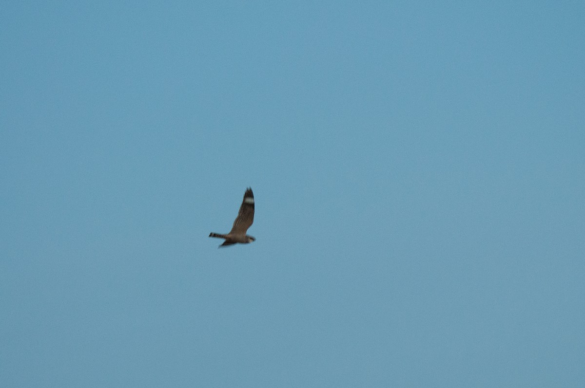 Lesser Nighthawk - ML637304090