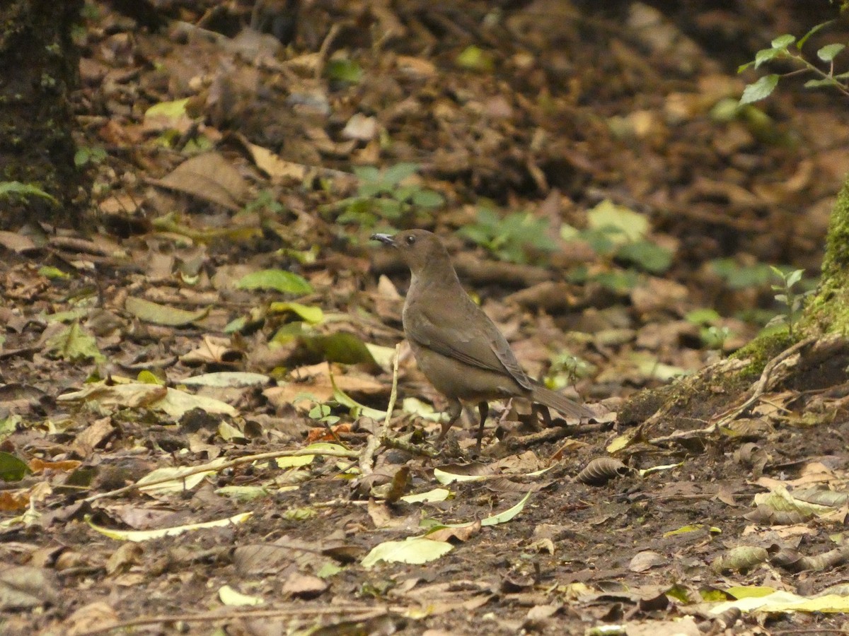 Mountain Thrush - ML637304123