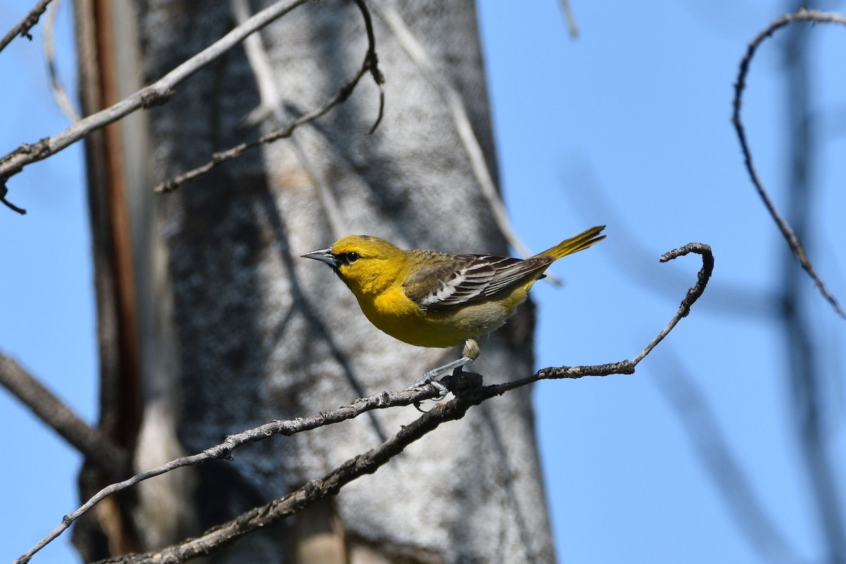 Bullock's Oriole - ML637304162