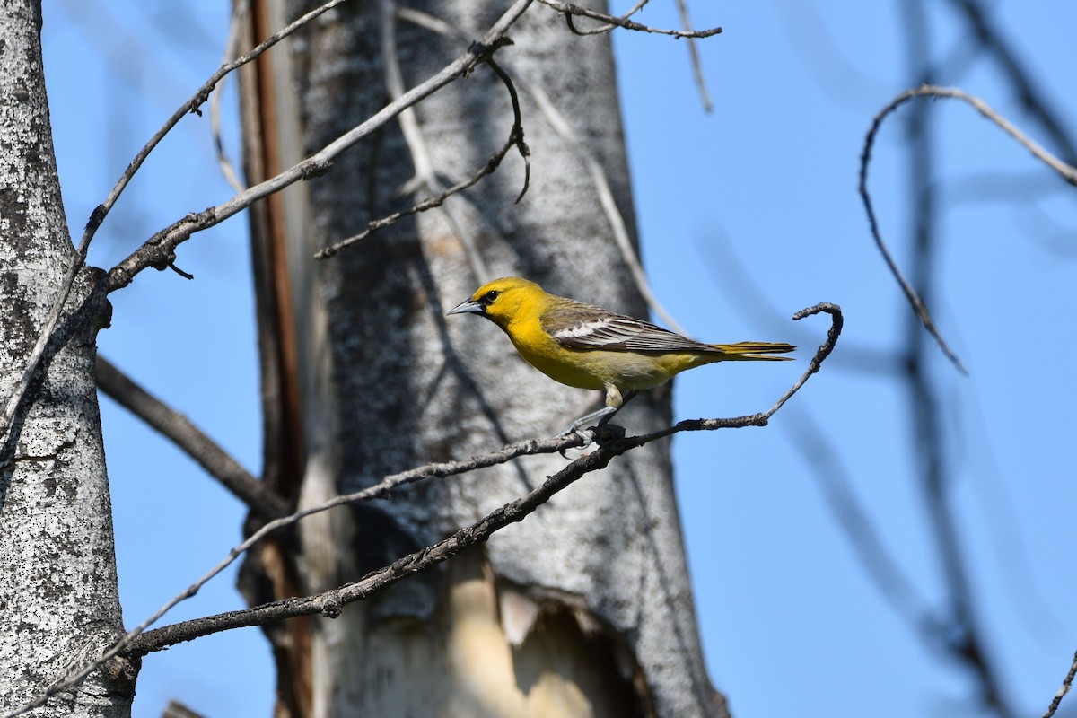 Bullock's Oriole - ML637304163