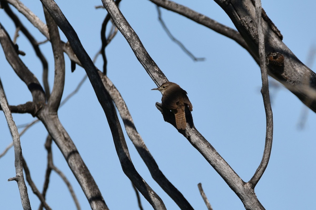 Northern House Wren - ML637304165