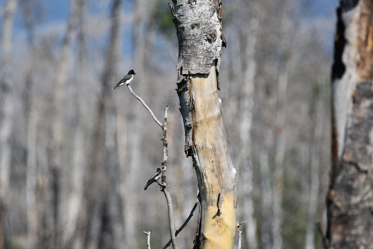 Eastern Kingbird - ML637304175