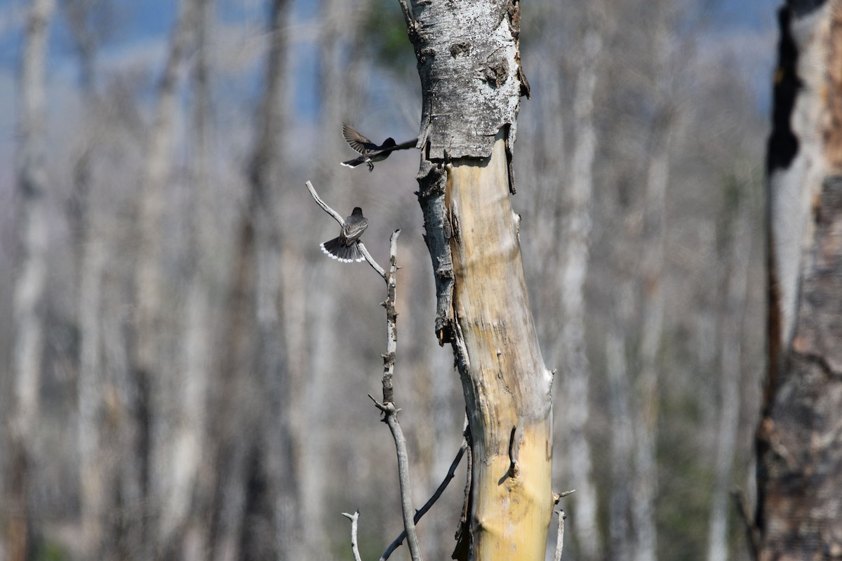 Eastern Kingbird - ML637304176