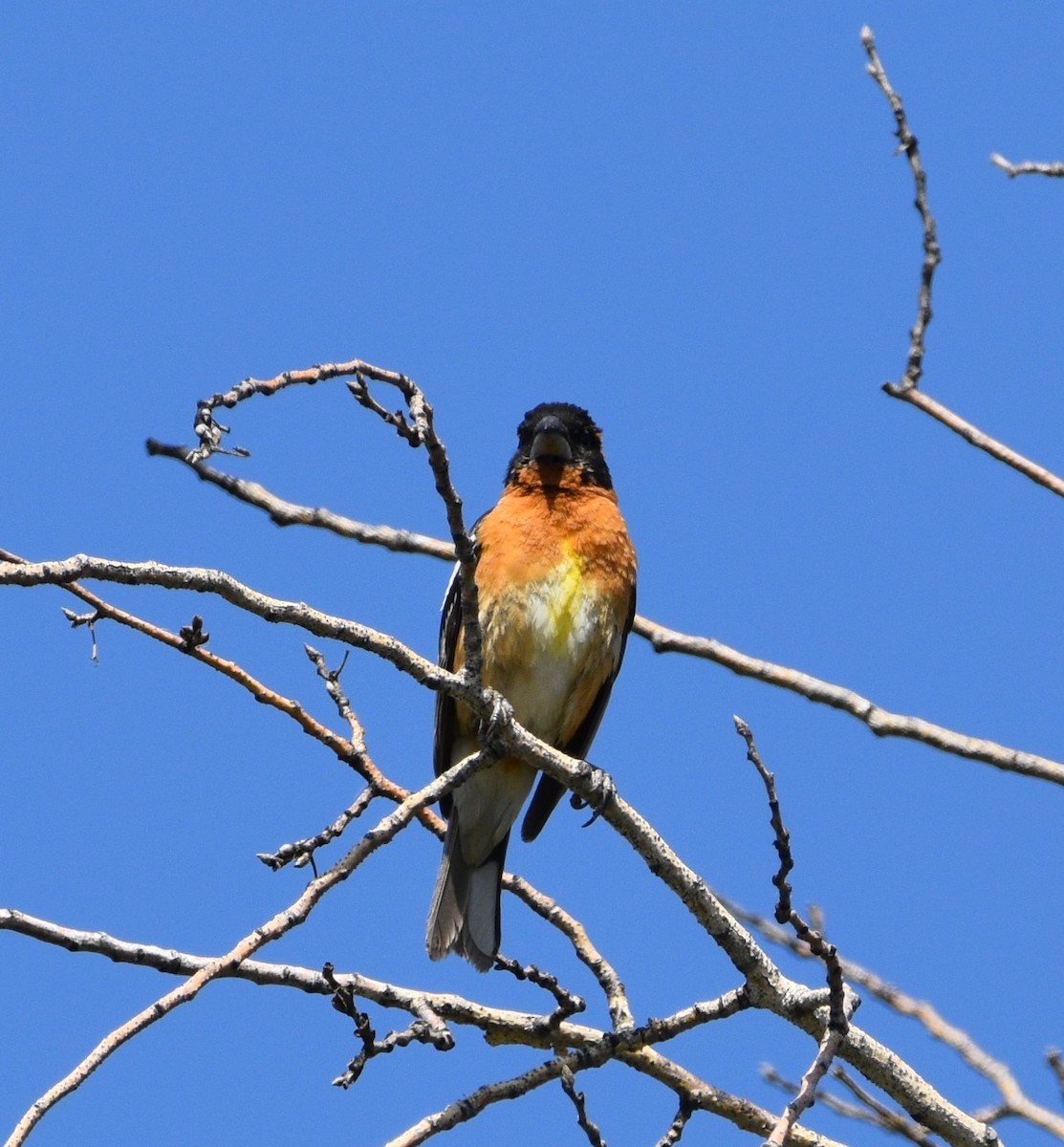 Black-headed Grosbeak - ML637304179
