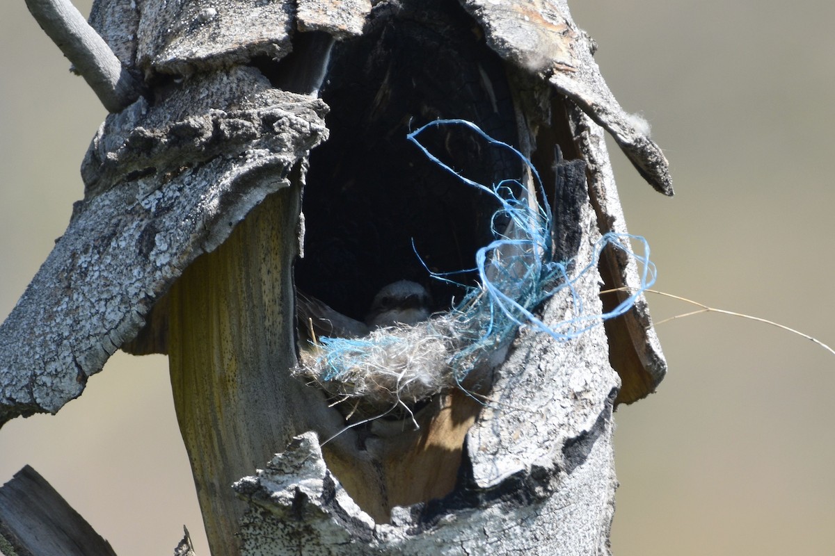 Western Kingbird - ML637304189